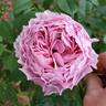 Scentuous ™ rose photo