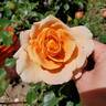 Double Easy Orange rose photo