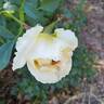 Reminiscent Crema ™ rose photo