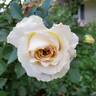 Reminiscent Crema ™ rose photo