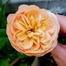 Flavorette™ Honey-Apricot rose photo