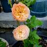Flavorette™ Honey-Apricot rose photo