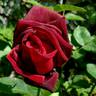 Red Masterpiece rose photo