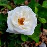 Pearlescent ™ rose photo