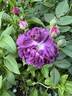 Genéral Stefánik rose photo