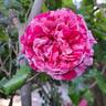 Easy Fashion rose photo
