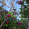 Easy Fashion rose photo