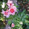 See You in Red ® rose photo