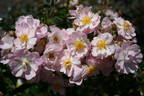 Y2731 rose photo