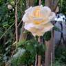 Jeanne Coeur ® rose photo