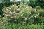 Jean de Bruges rose photo