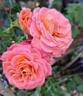 Vulcano ® rose photo