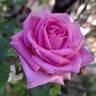 Altamoda rose photo