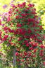 Perennial Red Domino rose photo
