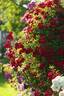 Perennial Red Domino rose photo
