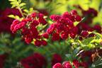 Perennial Red Domino rose photo