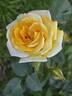Golden Masterpiece rose photo