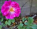 Pink Emely ® rose photo