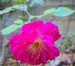 Pink Emely ® rose photo