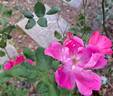 Rodin ® rose photo