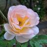 Isabelle Autissier ® rose photo
