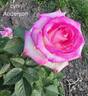 Lynn Anderson rose photo
