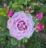 Neptune ™ rose photo