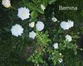 Bernina ® rose photo