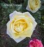 Arlene Francis rose photo