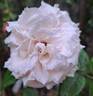 Catherine Frot rose photo