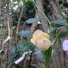Memoire ™ rose photo