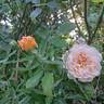 Crown Princess Margareta rose photo