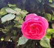 Renée van Wegberg ™ rose photo
