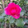 Renée van Wegberg ™ rose photo