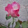 Bornéo Odore ® rose photo