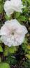 Madame Hardy rose photo