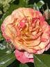 Frida Kahlo ™ rose photo