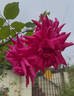 Lady Ann Kidwell rose photo