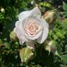 English Miss rose photo
