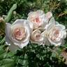English Miss rose photo