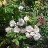 English Miss rose photo