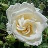 Eleganza rose photo