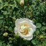 Eleganza rose photo