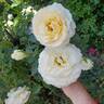 Reminiscent Crema ™ rose photo