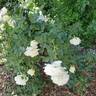 Reminiscent Crema ™ rose photo