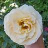 Reminiscent Crema ™ rose photo