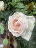 Cream Veranda ® rose photo