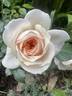 Cream Veranda ® rose photo