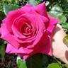 Della Reese ™ rose photo