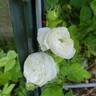 Madame Plantier rose photo